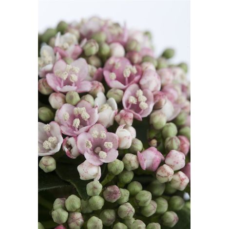 Lorbeer-Schneeball 'Eve Price' Viburnum tinus 'Eve Price' 5L Sth 80-