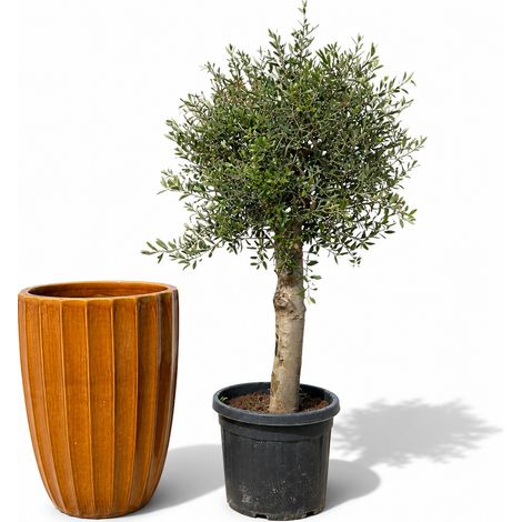 Lot olivier + pot grande taille HUGO 55x71cm miel, fait main en terre cuite émaillée