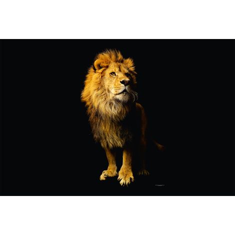 Papier peint panoramique moderne idéal pour bureau | Tapisserie panoramique animaux sauvages | Papier peint panoramique lion sur fond noir - 267 x 400 cm (4 pièces) (1/2)