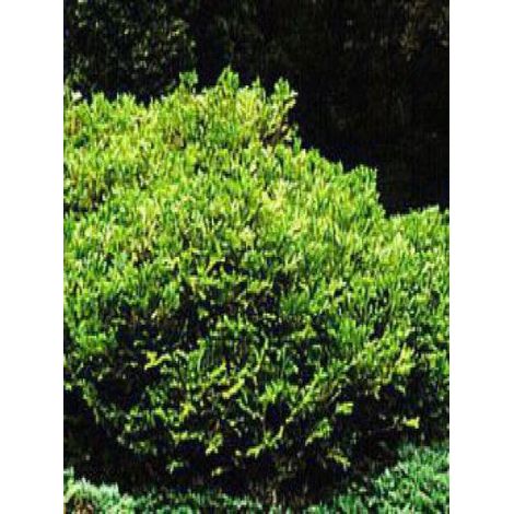 Thujopsis dolobrata 'Nana' Pot de 2L/3L (1/2)