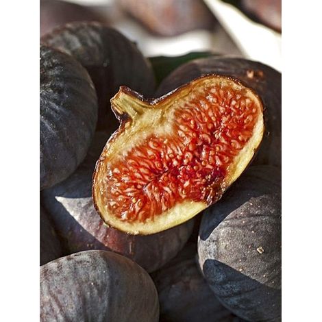Figuier 'Sultane' Pot de 12L/15L, Demi-Tige