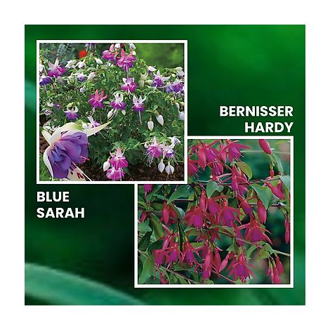 LOT FUCHSIAS - PLANTE VIVACE - 6 GODETS