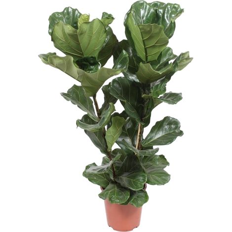 Ficus Lyrata - Figuier Lyre Plante d'Intérieur Dépolluante Grandes Feuilles - Ø27 cm - 100 cm - PANGIVO (1/4)