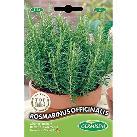 graines Romarin ROSMARINUS OFFICINALIS (1/5)