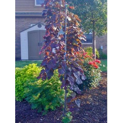 Gainier du Canada 'Ruby Falls' Pot de 7,5L/10L (1/3)