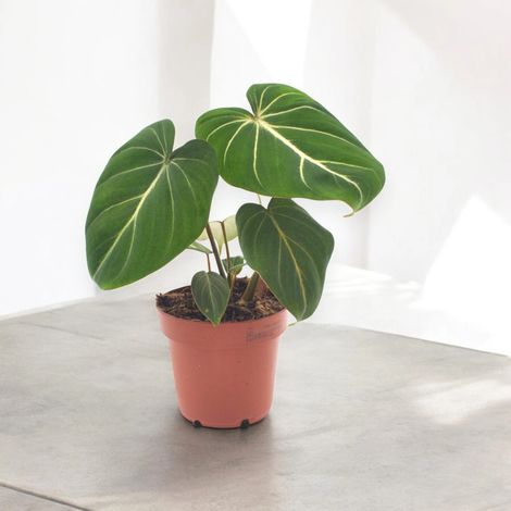 Gardenaria Philodendron gloriosum - Pianta da interno ornamentale - Altezza: 30 cm (vaso 12) (1/5)