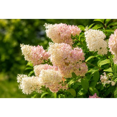 Gardenaria Ortensia - Hydrangea Paniculata 'Diamantino' - Pianta acidofila ornamentale da esterno - Altezza: 40/50 cm (vaso19) (1/2)