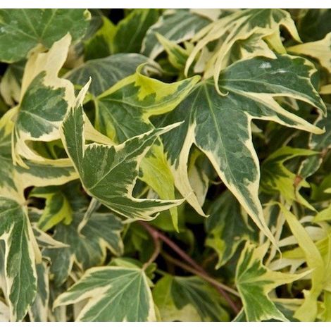 HEDERA HELIX YELLOW RIPPLE IN VASO 13CM