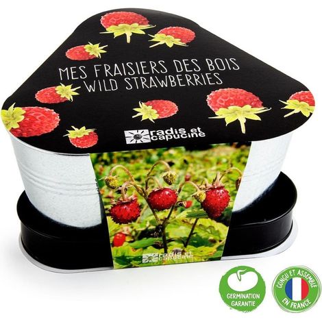 Plateau trio pots zinc - Fraisier des bois (1/5)