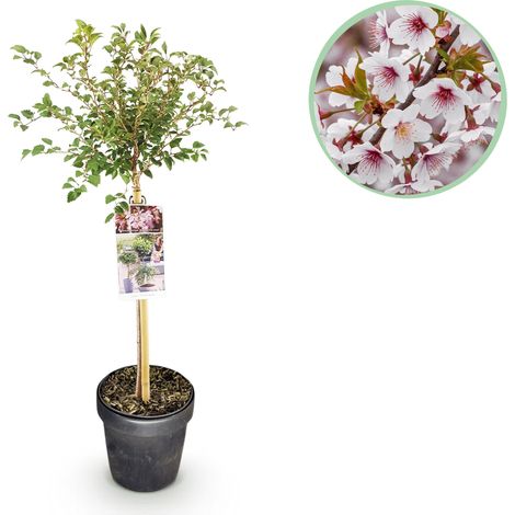 Cerisier à Fleurs Prunus incisa Koujou-no-mai sur Tige Blanc Hauteur 90 cm Pot Ø 19 cm - PANGIVO (1/5)