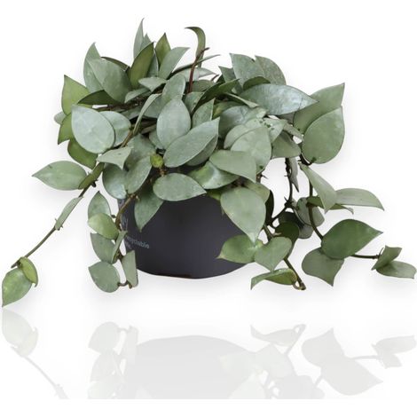 Gardenaria Hoya krohniana 'Eskimo' - Pianta da interno ornamentale - Altezza: 15 cm (vaso 12) (1/5)