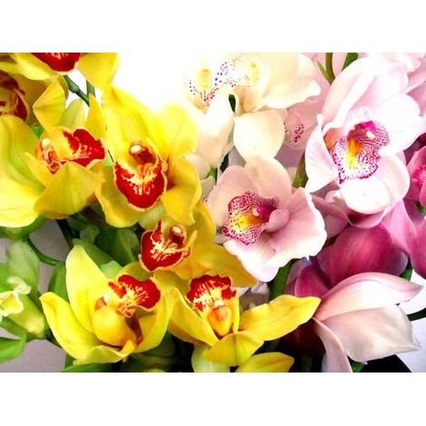 ORCHIDEA CYMBIDIUM VASO 16CM COLORI ASSORTITI (1/2)