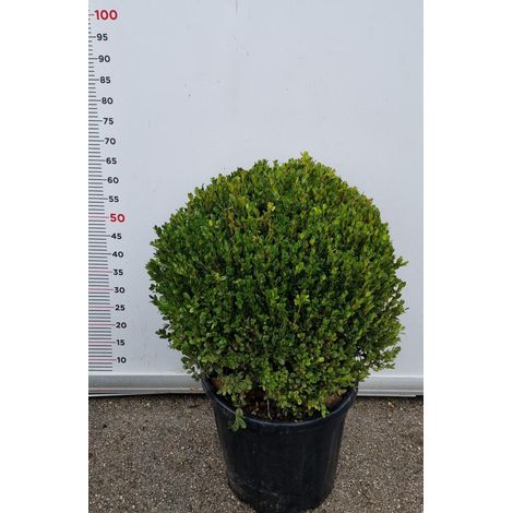 PIANTA DI BUXUS FAULKNER IN VASO CIRC. SFERA 50-60 CM (foto reali) BOSSO A PALLA