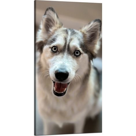 Leinwanddruck Tiere Hundeporträt 60x120 cm Hund
