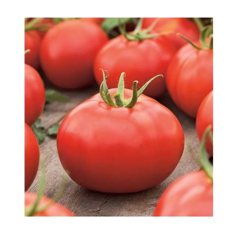 TOMATE HONEY MOON HF1 - 15 SEMENCES