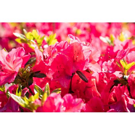 Japanische Azalee 'Little Red' Rhododendron obt.'Little Red' C2 15- 20
