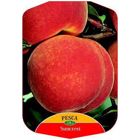 Pesco Suncrest (Pianta di 3 anni) (1/2)
