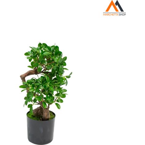 BONSAI BANYAN IN VASO H45 CM (1/2)