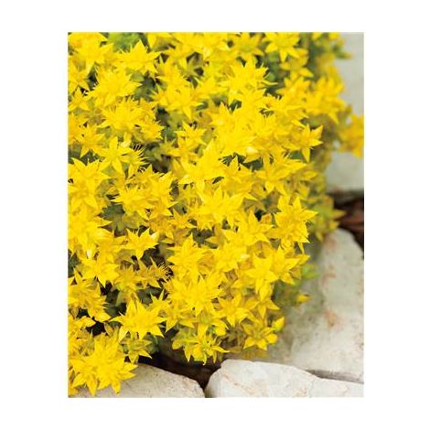 Sedum acre plante vivace – Lot de 3 godets – Floraison abondante jaune d'or de mai à juillet – Résistant à la sécheresse – Fabre Graines