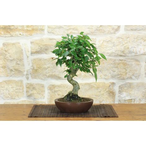 Bonsai di Zelkova Serrata (1) (1/5)
