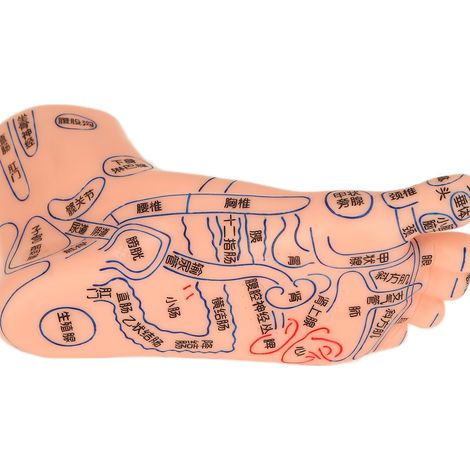 Lot de 2 modèles de pieds humains avec points d'acupuncture - Matériel pédagogique d'acupuncture - Modèle de pied pour les écoles