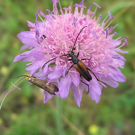 4 x Petite scabieuse - Knautia arvensis  - godet 9x9 cm