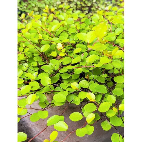 Muehlenbeckia 'Golden Girl' Godet de 8/9 cm