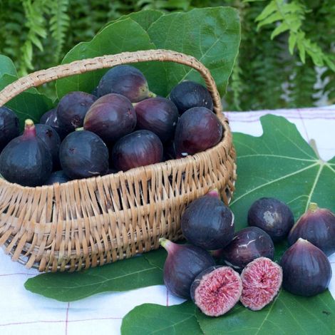Figuier nain Figality®, Ficus carica/Pot de 10L - 40/80 cm (1/5)