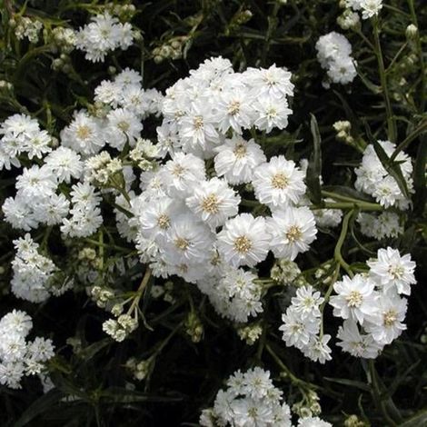 Achillée ptarmique Boule de Neige/Godet (1/3)