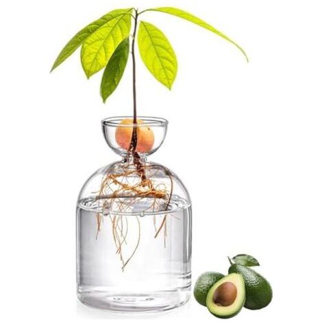 5.3-inch avocado-shaped glass vase – Transparent seed-saving growing kit – Small plant pot