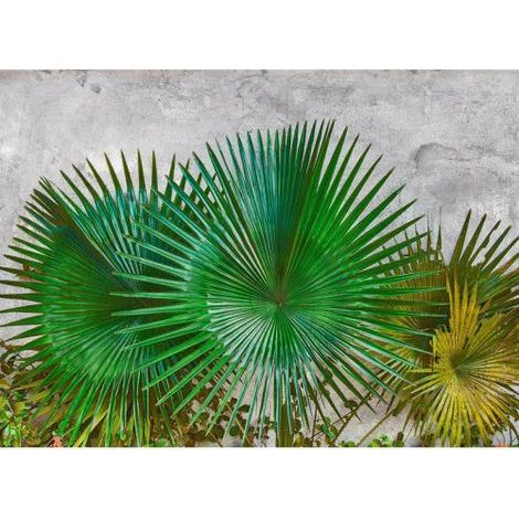 Papier peint panoramique feuille verte & béton Tapisserie panoramique plante agave verte pour salon Papier peint panoramique nature salle de bain (1/4)