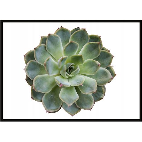 Bild Poster im Rahmen 53x73 cm Blume P1049 (1/3)