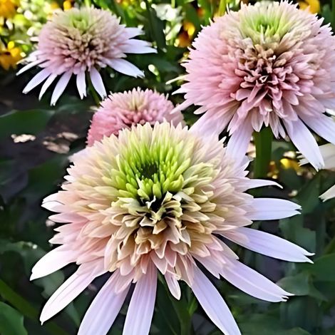 4 x Echinacea purpurea. 'Cherry Fluff' - godet 9x9 cm (1/5)