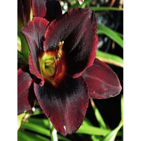 Lis d'un jour, Hémérocalle 'Chocolate Candy' Godet de 8/9 cm