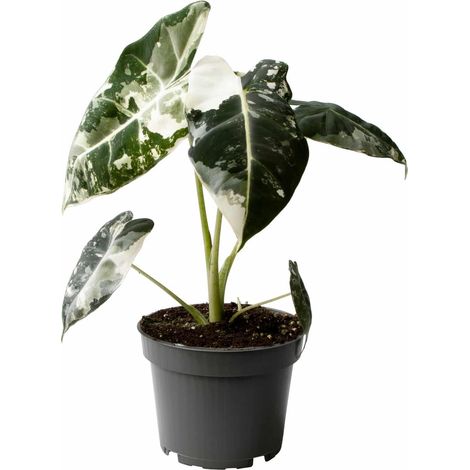 Alocasia Frydek Variegated pianta da interno rara foto reali vaso 12cm H 30cm