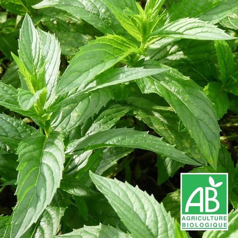 Menthe chinoise BIO/Godet
