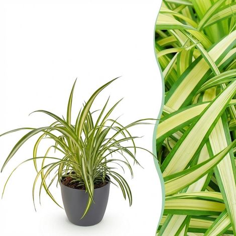 Chlorophytum comosum Variegatum - Plante Araignée Panachée d'Intérieur avec Pot Gris - 20 cm - PANGIVO (1/5)
