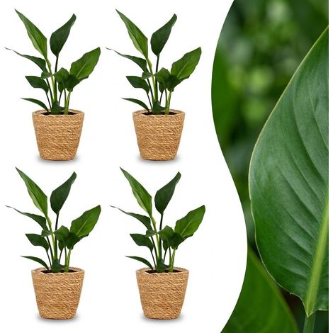 Plante d'Intérieur Oiseau de Paradis Strelitzia Reginae Panier Jonc de Mer H 35 cm Lot de 4 (1/5)