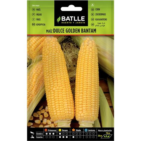 Golden Bantam maïs sucré