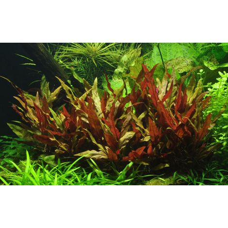 Aquarium Pflanze Alternanthera reineckii 'Pink' Nr.323