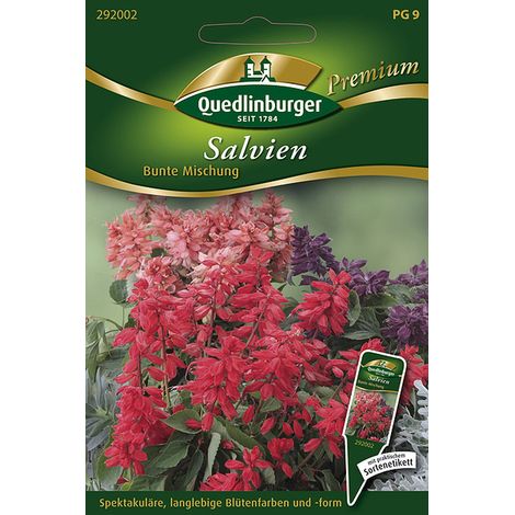 Quedlinburger Saatgut – Sauge éclatante Salvia splendens en mélange coloré – Graines de fleurs, hauteur env. 30 cm