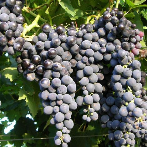 Vigne Muscat Bleu, Vigne de table/Pot de 2L - 60 cm (1/4)