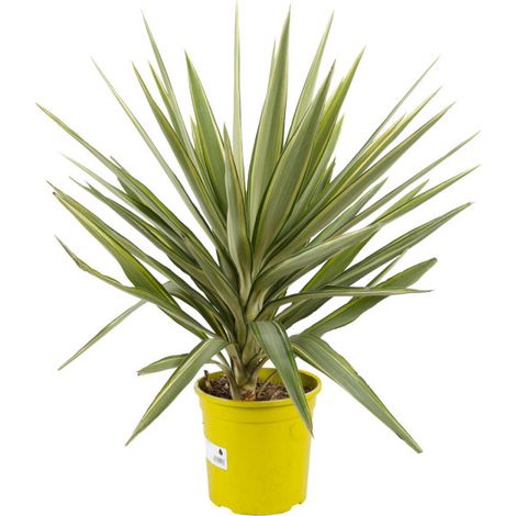 Yucca elephantipes 'Jewel' 70/80cm Pot 5L (1/2)