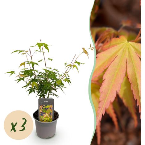 Érable du Japon Acer palmatum Katsura - Lot de 3 Plantes Orange - Pot 12 cm Hauteur 35 cm - PANGIVO (1/5)