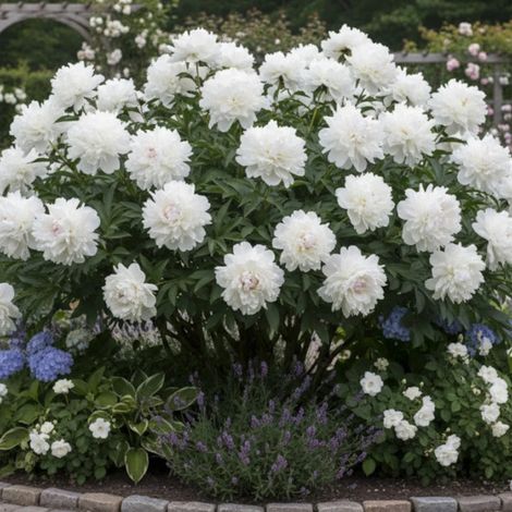 Pivoine herbacée Blush Queen/Pot de 2L - 10/20 cm (1/5)
