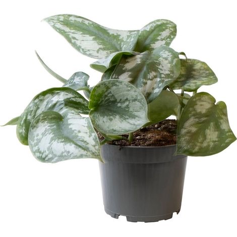 Philodendron Scandens Pictus Trebie Plante d’intérieur feuillage décoratif 12 cm pot H22 cm - PANGIVO