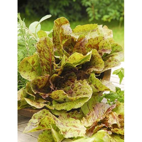 Laitue romaine 'Chicon Panaché' le sachet de 450 graines environ