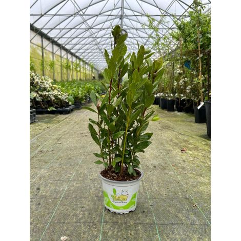 Alloro di Grottammare "Laurus nobilis" pianta aromatica sempreverde da siepe in vaso Ă¸14 cm h. 40/50 cm