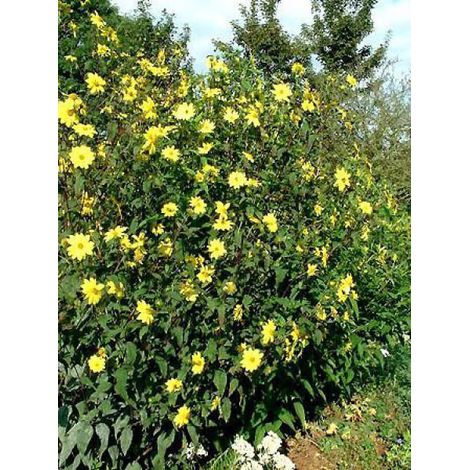 Soleil vivace à petites fleurs Godet de 8/9 cm (1/2)