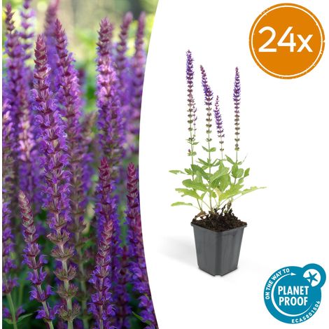 Lot de 24 Salvia nemorosa 'Ostfriesland' Sauge des bois Floraison Violette H10-25 cm Ø 9 cm - PANGIVO (1/5)